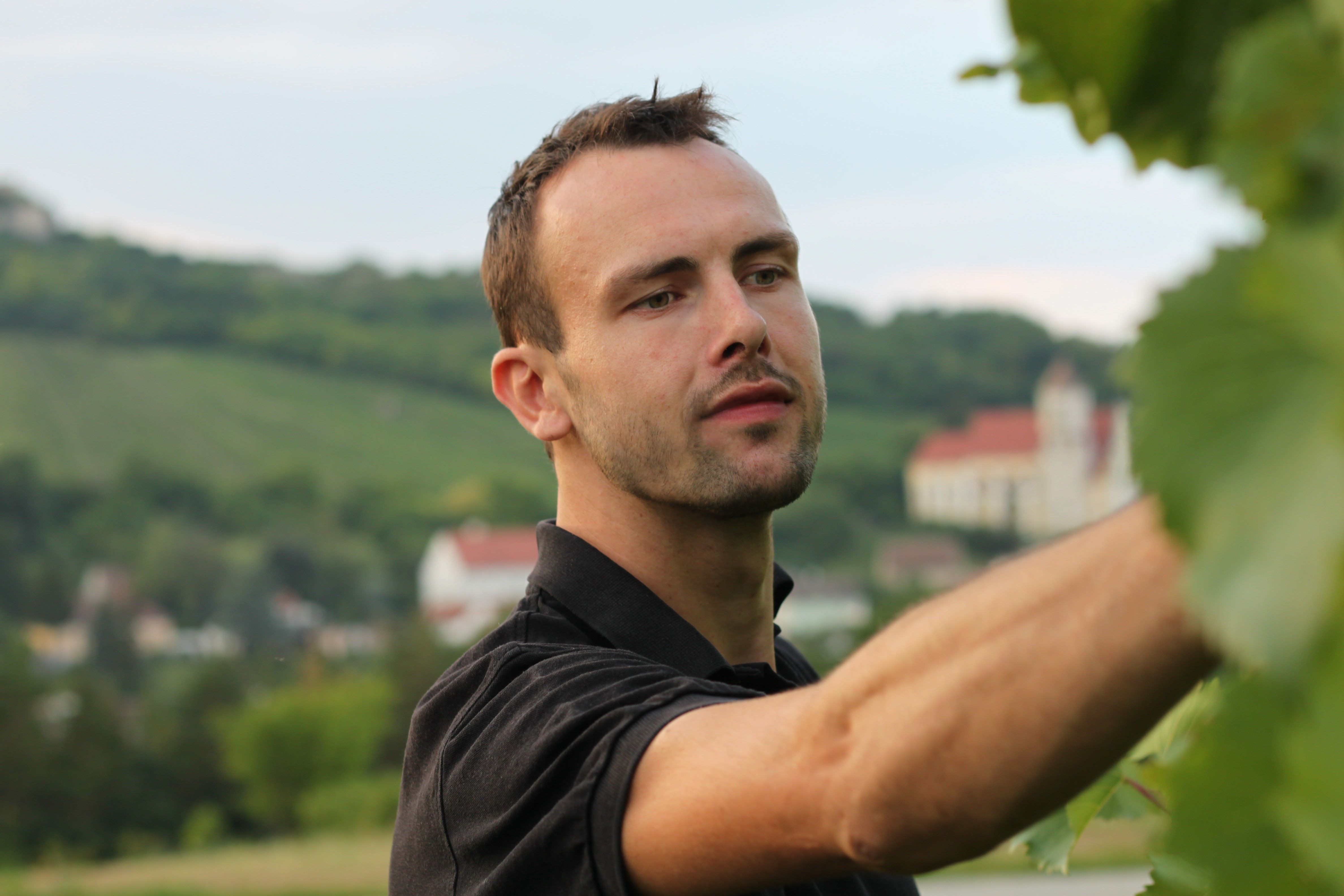Egy férfi egy szőlőskertben szőlőt vizsgál, a háttérben festői táj.