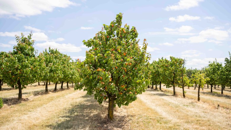 Apricot farm Hackl, &copy; Netzwerk Kulinarik/pov.at