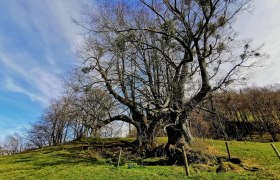 The two lime trees near Eschenau, &copy; Susanne Heil