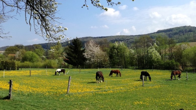 Horses, &copy; Kogler