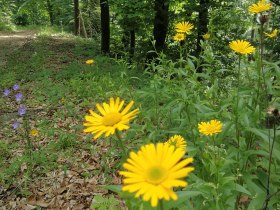 Jauerling-Runde 01: Spitz-Aggsbach Markt, &copy; Naturpark Jauerling-Wachau