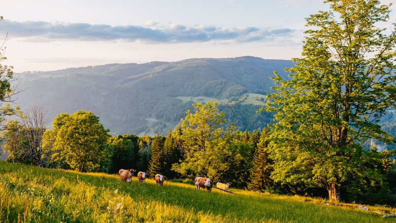 Nestelberg 17 (c)Marlene Schindlegger (50), © Sabine Wieser