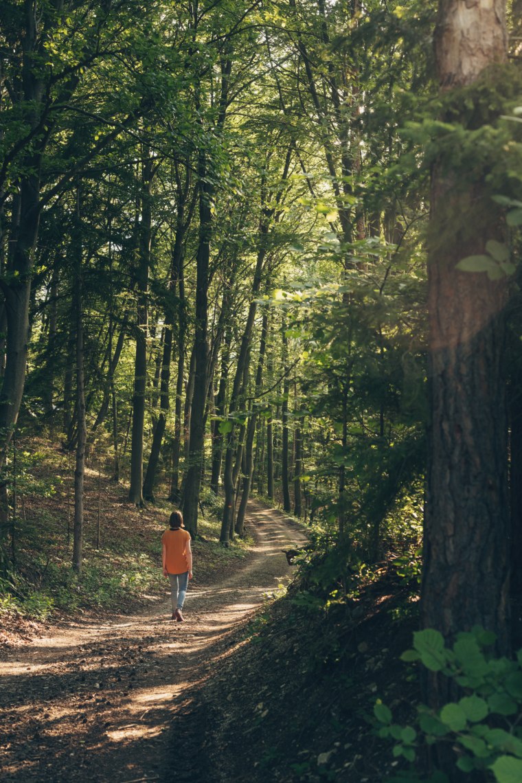 ...séta csendes erdei ösvényeken, © Niederösterreich Werbung/ Ian Ehm