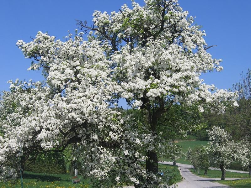 Gyümölcsfák Wolf-Hof