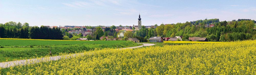 Tájkép sárga repcemezővel, a háttérben falu és templomtorony.