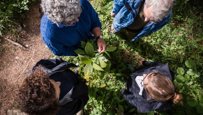 Melyik növény gyógyító, melyik mérgező? , © Fred Lindmoser