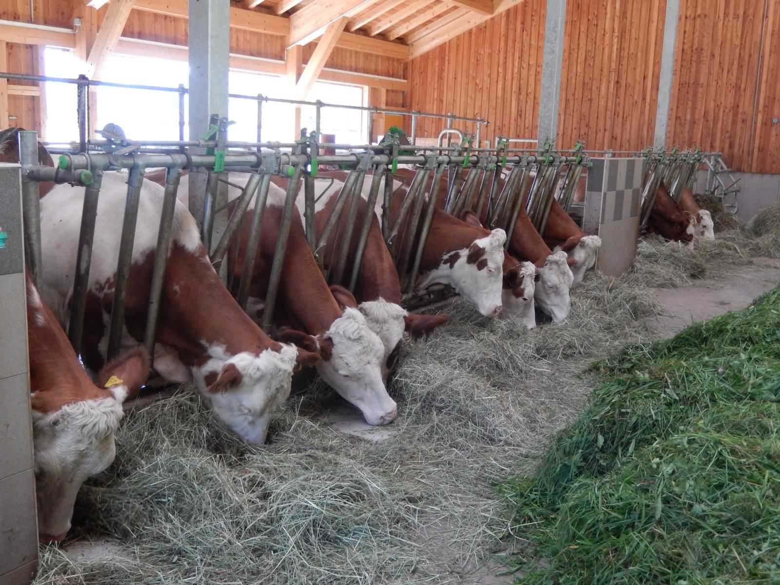12 tejelő tehén él a kötetlen tartásban. 