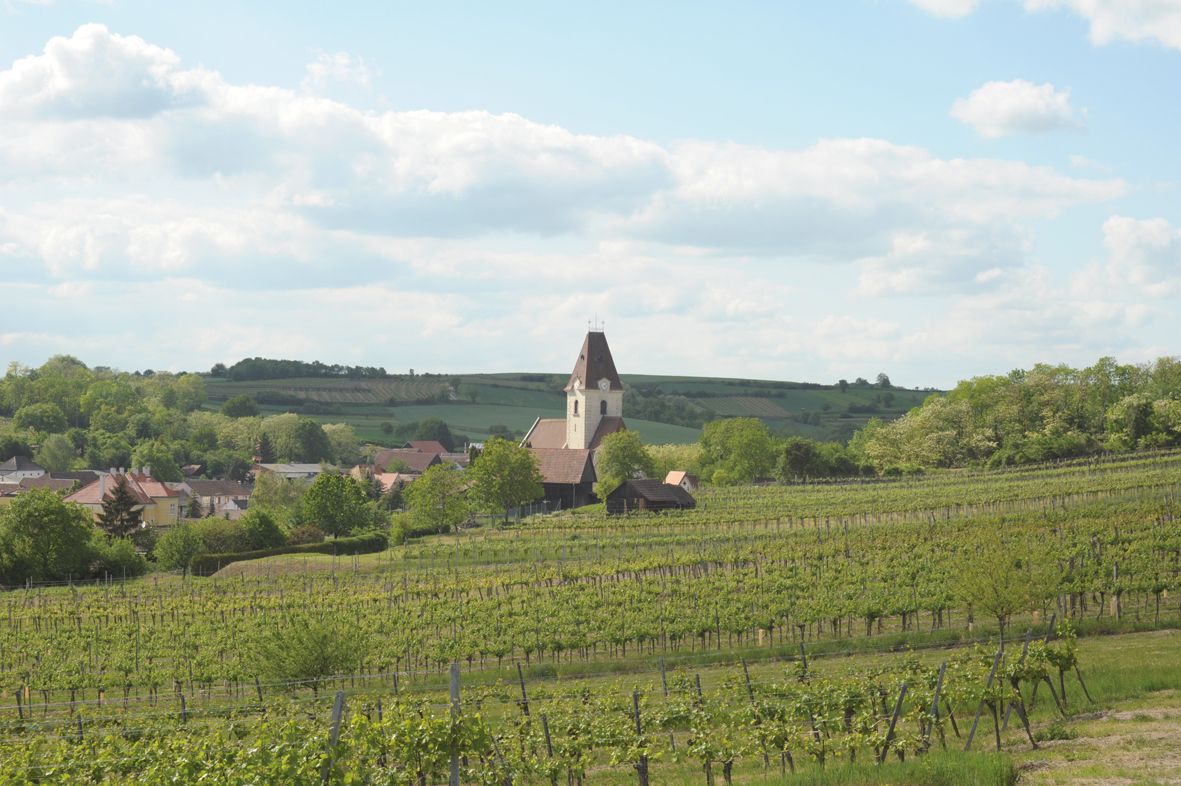Egy szőlőskert, a háttérben egy templommal, zöld dombokkal és egy faluval körülvéve.