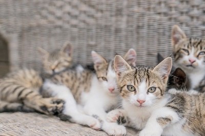 Cat alarm, © Einkehrhof Poggau