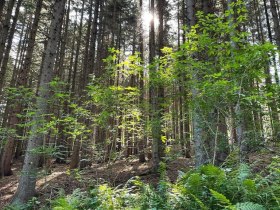 Entlang der Etappe 5, &copy; Wachau Inside