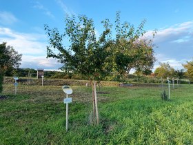 Kostbare Jubil&auml;umsrunde Herzogenburg, &copy; Elisabeth Herzog-Fitzke
