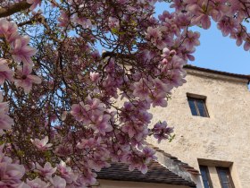 Bl&uuml;tezeit, &copy; Donau Nieder&ouml;sterreich - Kamptal-Wagram-Tullner Donauraum
