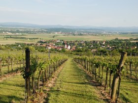 Weingartenansicht / Alpenvorland, &copy; Mostviertel