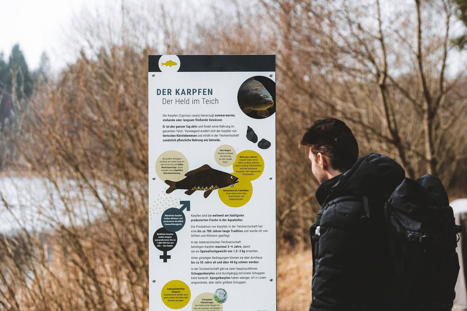 A tó túraútvonala nyugodt téli sétára hívja Önt a természet békés szépségével körülvéve. A hófödte fák és a csillogó tó békés hangulatot teremt, amely elidőzésre hív.