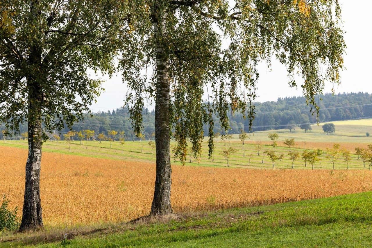 NUSSLAND, a diótörők, akik finomítanak