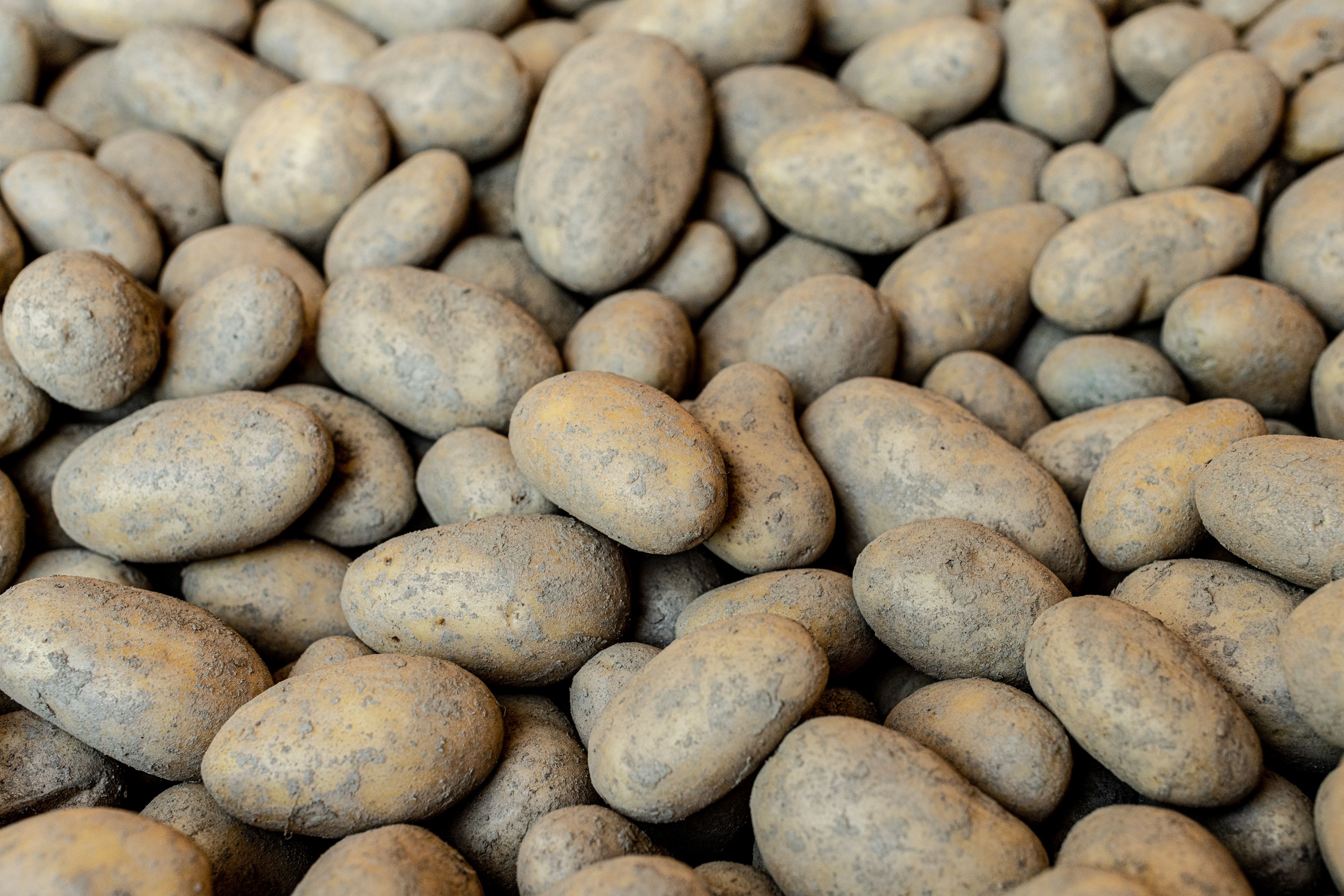 Szedjen fel sok egymáshoz közel álló burgonyát.