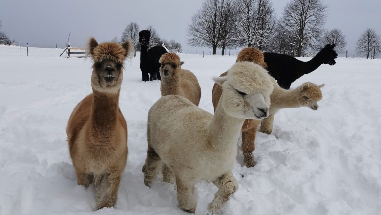 A banda, &copy; Fuchsteich Alpakas