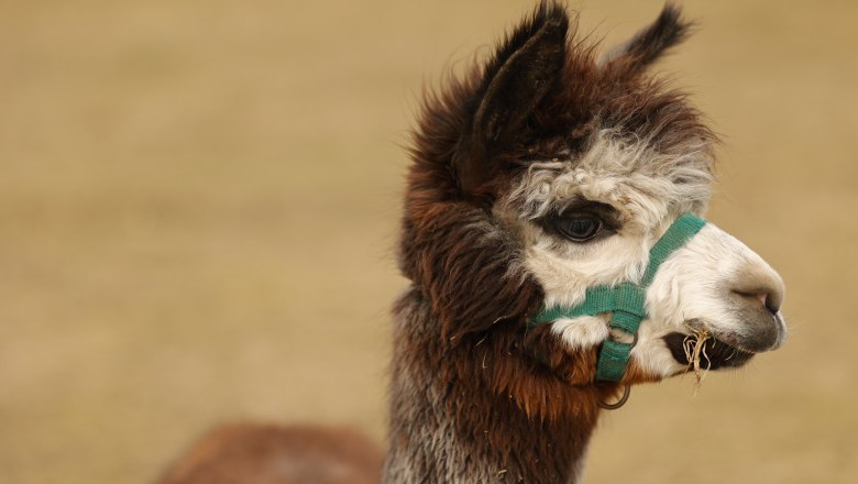 Alpaca in the Celtic village of Schwarzenbach, &copy; Keltendorf Schwarzenbach