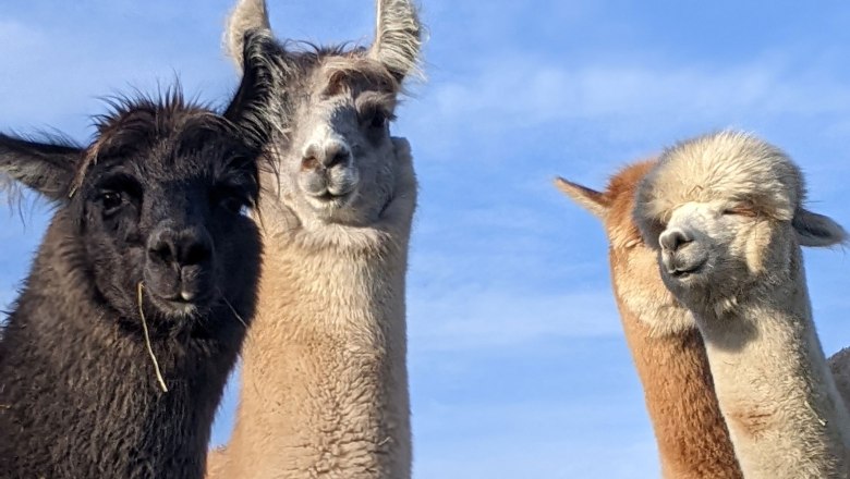 Mares, &copy; Hofstetter Ranch