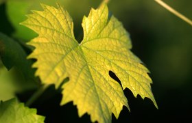 Vine leaves, &copy; Weinviertel Tourismus / Christine Wurnig