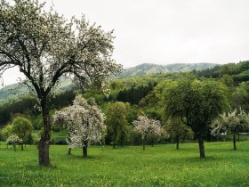 Lebensweg, Wandern, Weitwandern, &copy; Waldviertel Tourismus, Melanie T&ouml;bbe