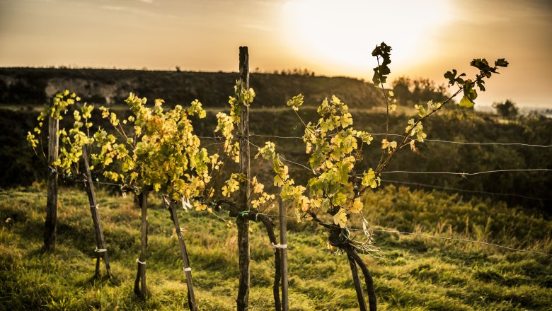 Szőlők a naplement&eacute;ben egy dombon.