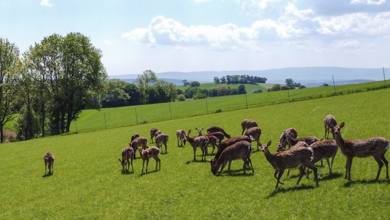 Sika deer at the Bernsteiner organic farm, &copy; Gerhard Heinrich