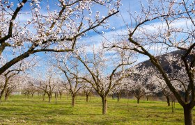 Blooming apricot trees in the Wachau, &copy; Donau N&Ouml;_Barbara Elser