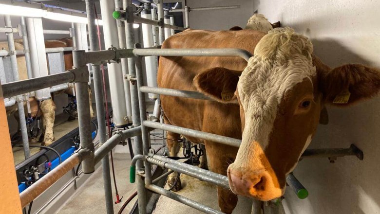 Milk love, Wegbauernhof, &copy; Helen Brandstetter
