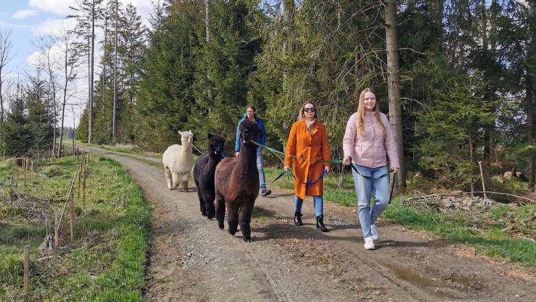 Alpaka t&uacute;ra, &copy; Fuchsteich Alpakas