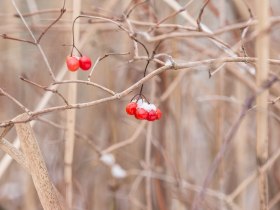 K&ouml;zelk&eacute;p piros bogy&oacute;kr&oacute;l egy csupasz &aacute;gon, a h&aacute;tt&eacute;rben h&oacute;.
