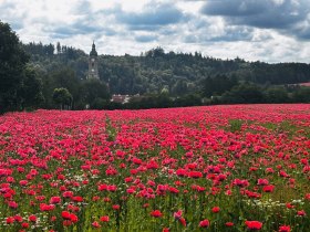 Stift Zwettl, © Unknown