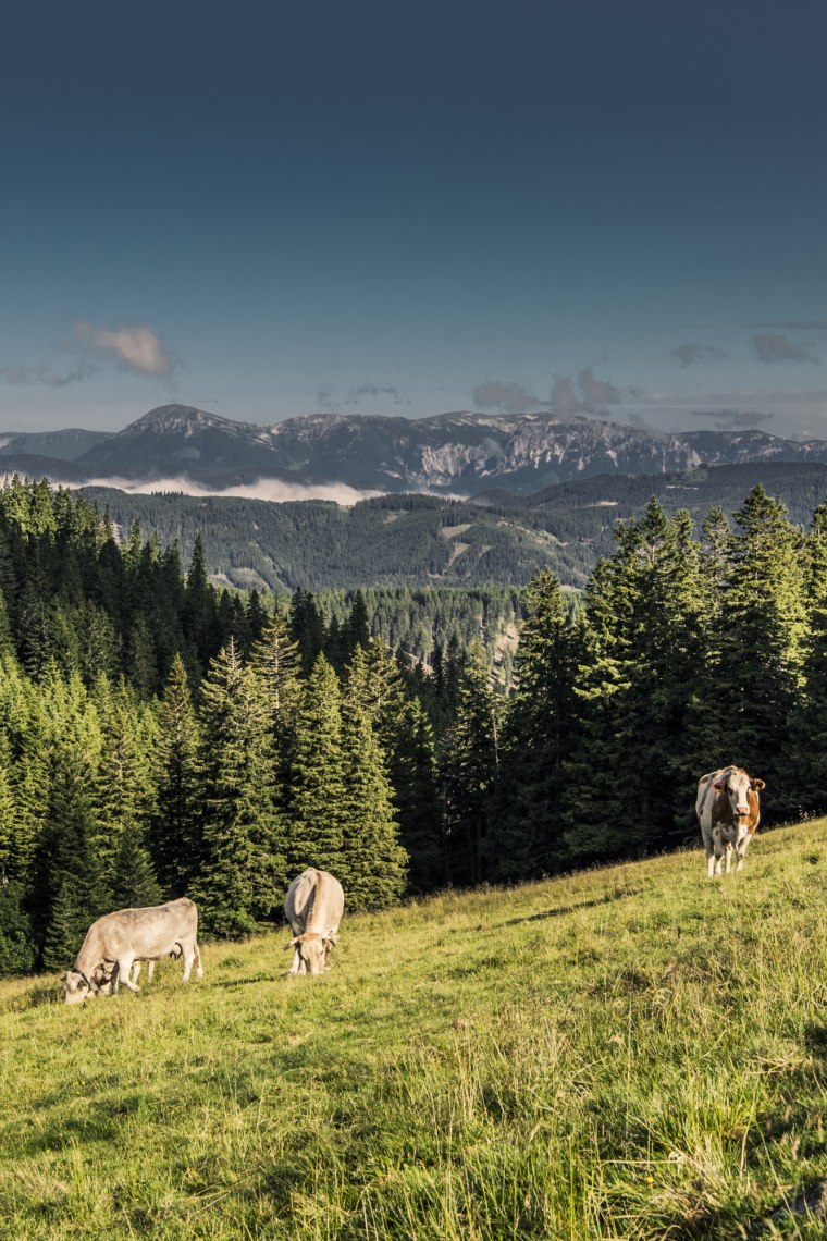 A buja alpesi réteken tehenek legelnek., © Niederösterreich Werbung/Robert Herbst