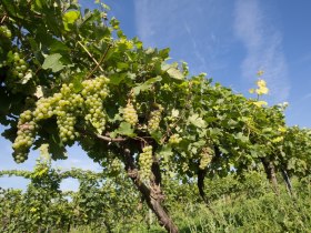 Unterretzbach, &copy; Astrid Bartl