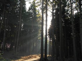 Naturpark Heidenreichsteiner Moor, &copy; Margit Weikartschl&auml;ger
