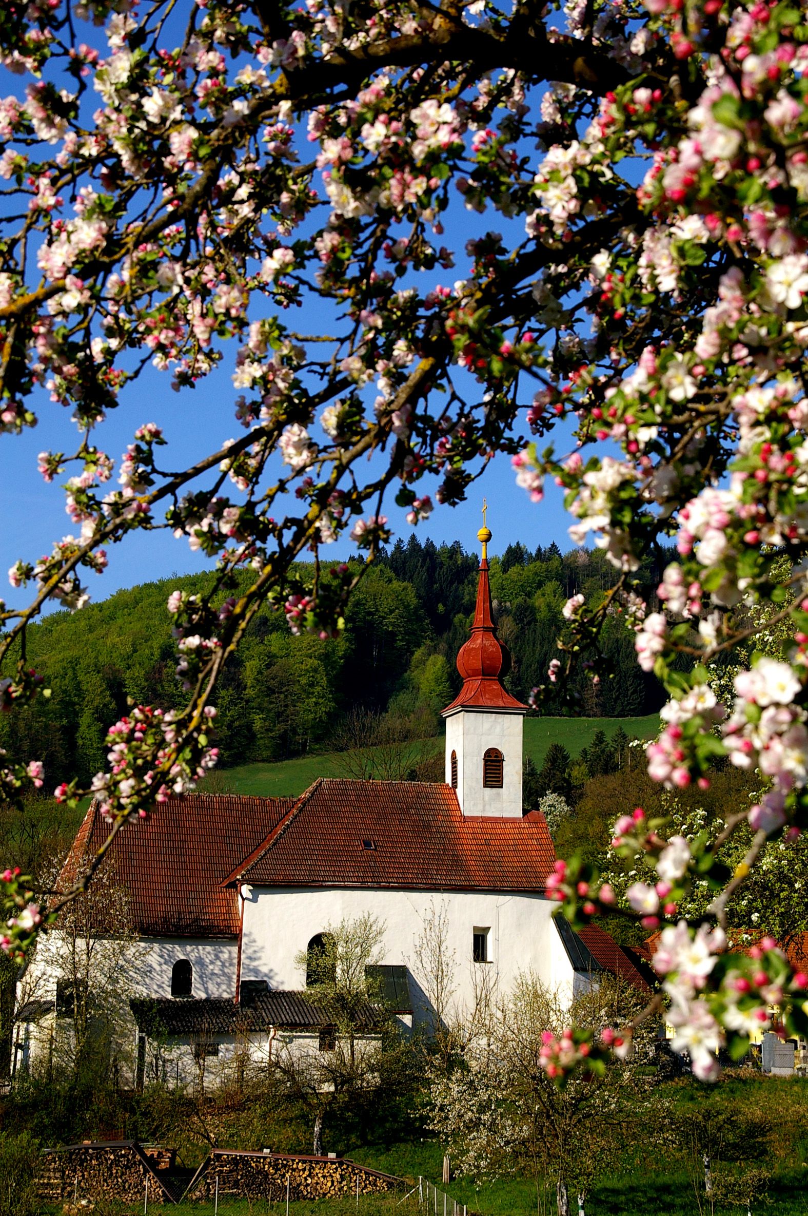 Templom St. Veit/Gölsenben, virágzó ágakkal az előtérben.