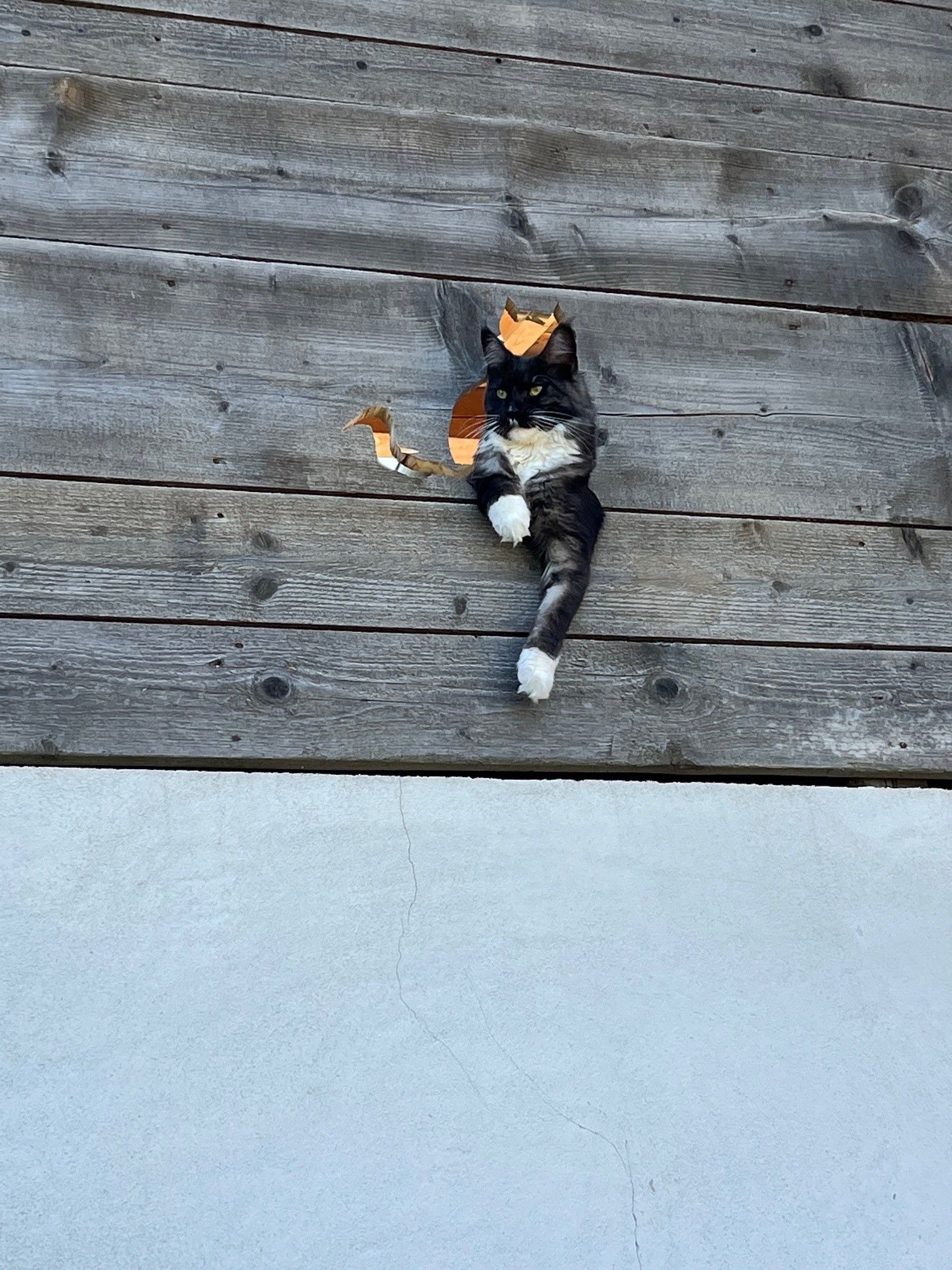 Egy macska néz át egy lyukon egy fából készült falon.