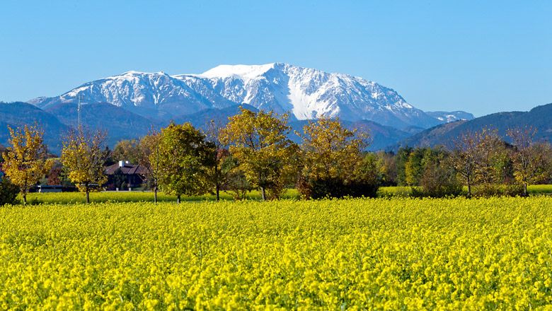 Egy sárga repceföld látképe, előtérben fákkal, háttérben a hóval borított Schneeberggel, tiszta kék égbolt alatt.