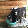 Goats, &copy; Familie Prack