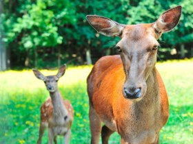Hirschgehege, &copy; Wiener Alpen in Nieder&ouml;sterreich - Schneeberg Hohe Wand