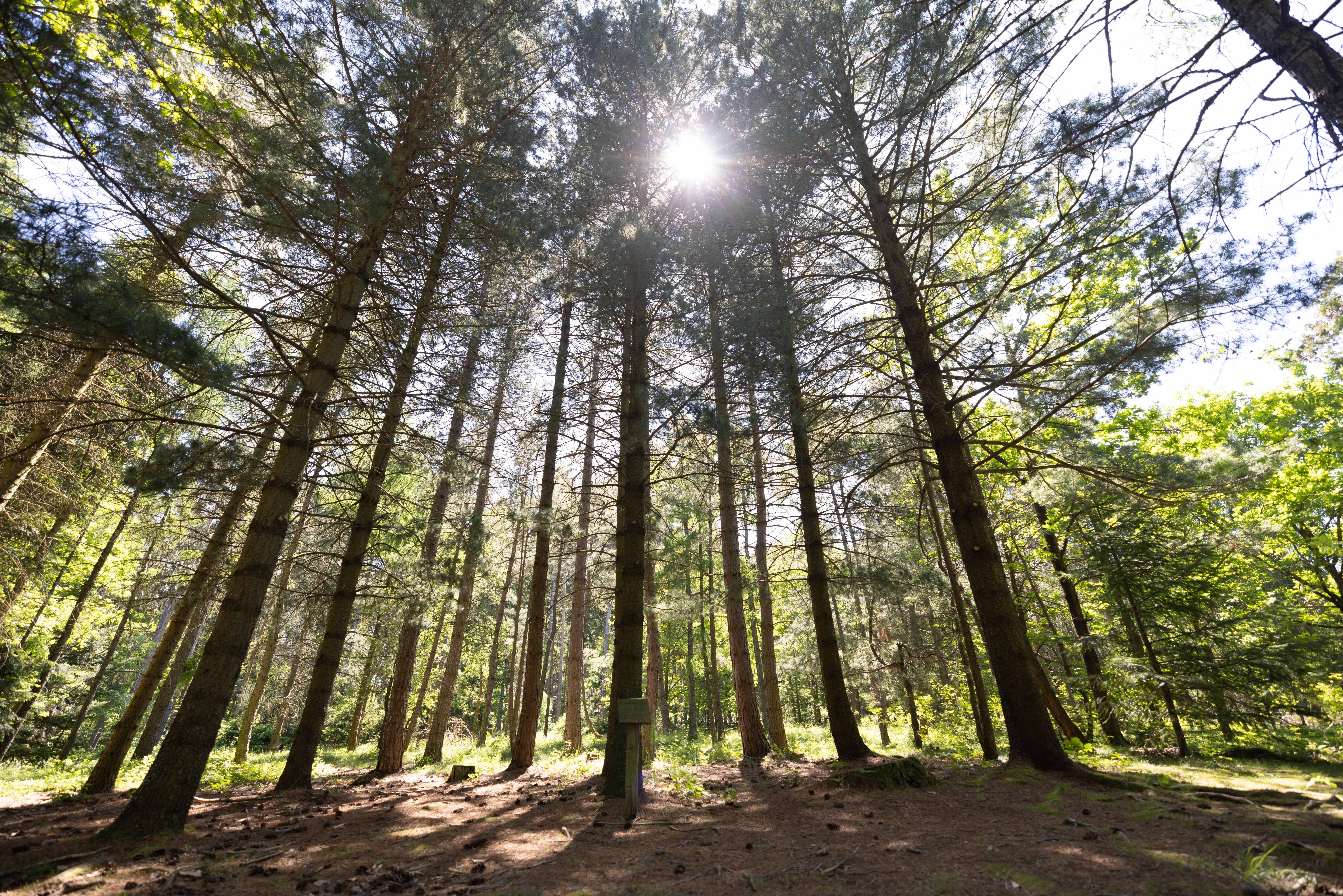 Az erdőben a magas fákon át besüt a napfény.