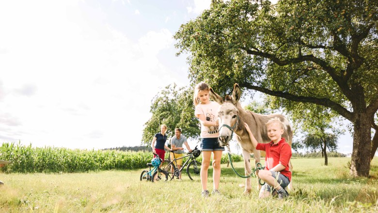 Wachau donkey adventure, &copy; Nieder&ouml;sterreich Werbung / Stefan F&uuml;rtbauer