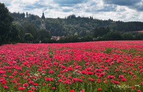 Zwettl ap&aacute;ts&aacute;g, &copy; Dr. Markus Peham