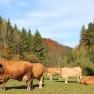 murbodner-cows-in-autumn, © zVg Fam. Fallmann