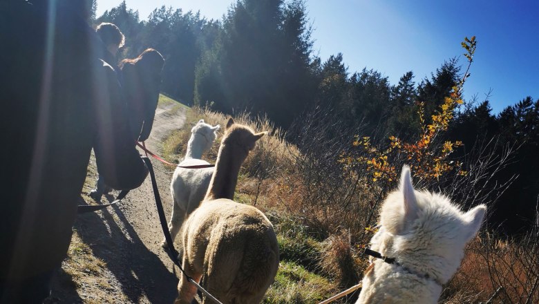 Alpaka t&uacute;ra, &copy; Fuchsteich Alpakas