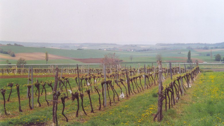 Vineyards, &copy; Gemeinde Gaweinstal
