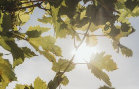 Vine leaves, &copy; Weinviertel Tourismus / Sophie Menegaldo