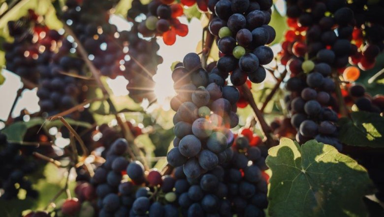 Altenriederer fruit farm, © Monika Jungwirth, Karma & Pitch