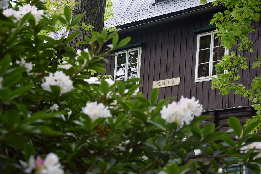 Fakunyhó virágzó rododendronbokrok mögött.