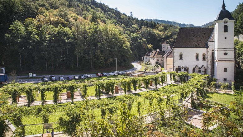 Aggsbachi kartafa k&iacute;v&uuml;l, &copy; Daniela Matejschek